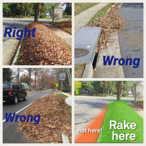 Leaf Collection Do's & Don'ts Image