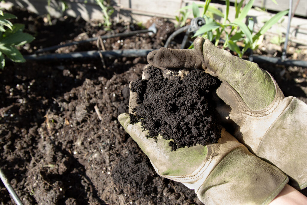 Rich worm castings are cupped in hand, moments before being added to garden soil. This organic enrichment supports healthy heirloom seedling growth.